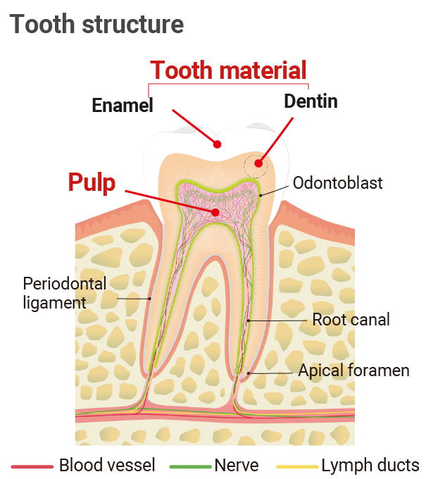 tooth structure