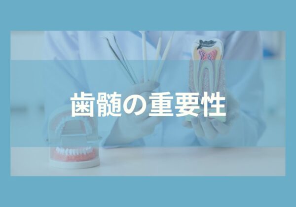 歯髄の重要性